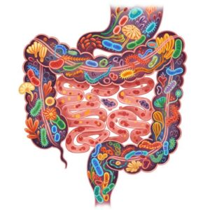 Representação visual de um intestino saudável com elementos de probióticos e alimentos benéficos.