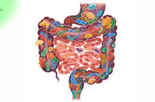 Representação visual de um intestino saudável com elementos de probióticos e alimentos benéficos.