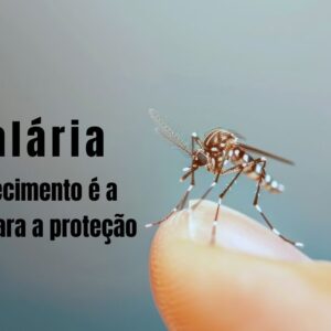 Mosquito Anopheles, vetor da malária, pousado em pele humana.