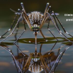 Gotas de água em uma folha, com o mosquito Aedes aegypti pousado, simbolizando o combate à Dengue, Zika, Chikungunya: Prevenção e Dicas.
